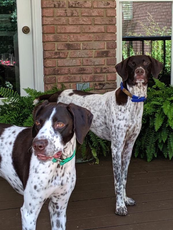 /images/uploads/southeast german shorthaired pointer rescue/segspcalendarcontest2019/entries/11415thumb.jpg